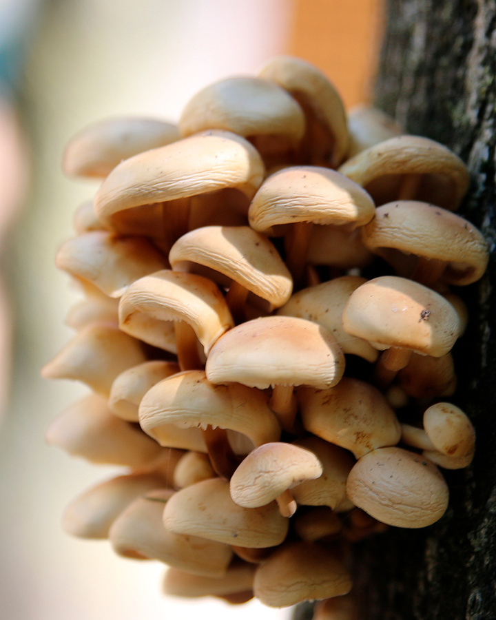 3 adaptogènes pour réduire le stress naturellement