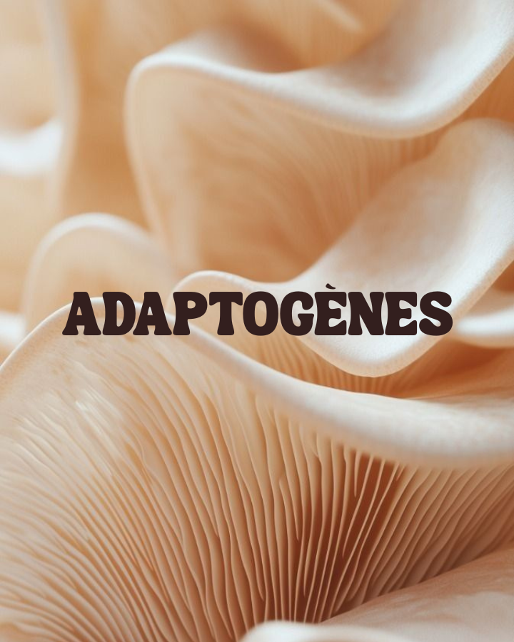 Adaptogènes et anxiété : ce que dit la science