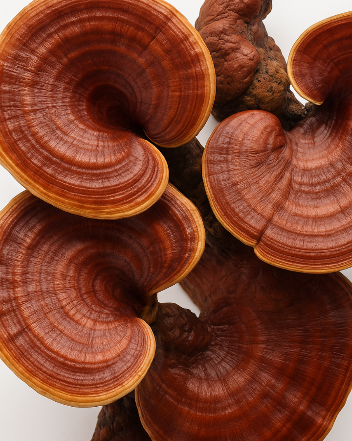 Reishi champignons adaptogène