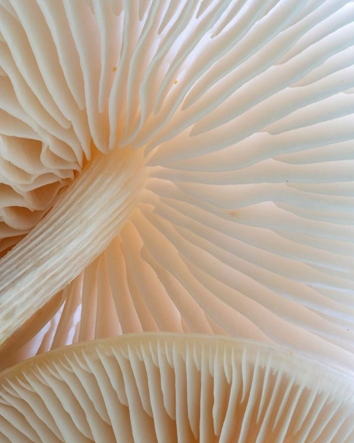 Cerveau stylisé entouré de plantes adaptogènes et molécules